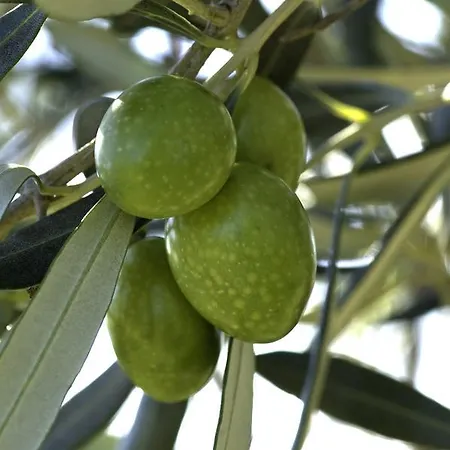 Olive Garden ヴィラ *